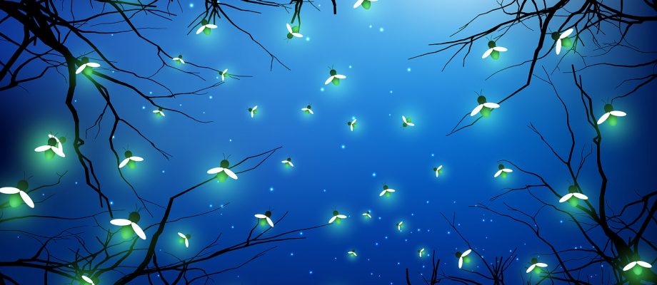 Fireflies in the night sky