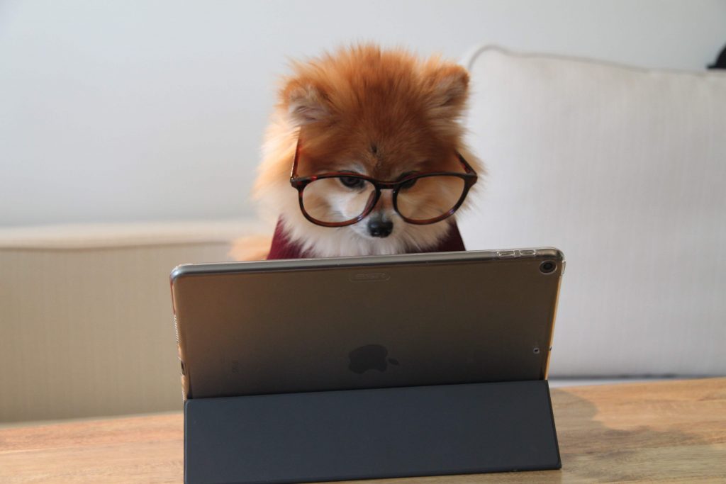 Cookie the Pom validating a landing page