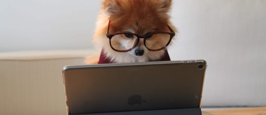Cookie the Pom validating a landing page