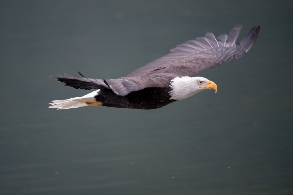 Eagle soaring symbolizing freedom