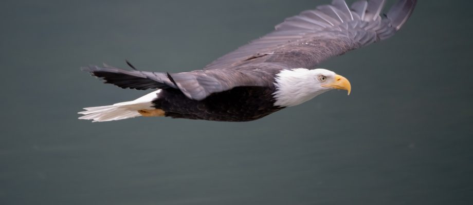 Eagle soaring symbolizing freedom