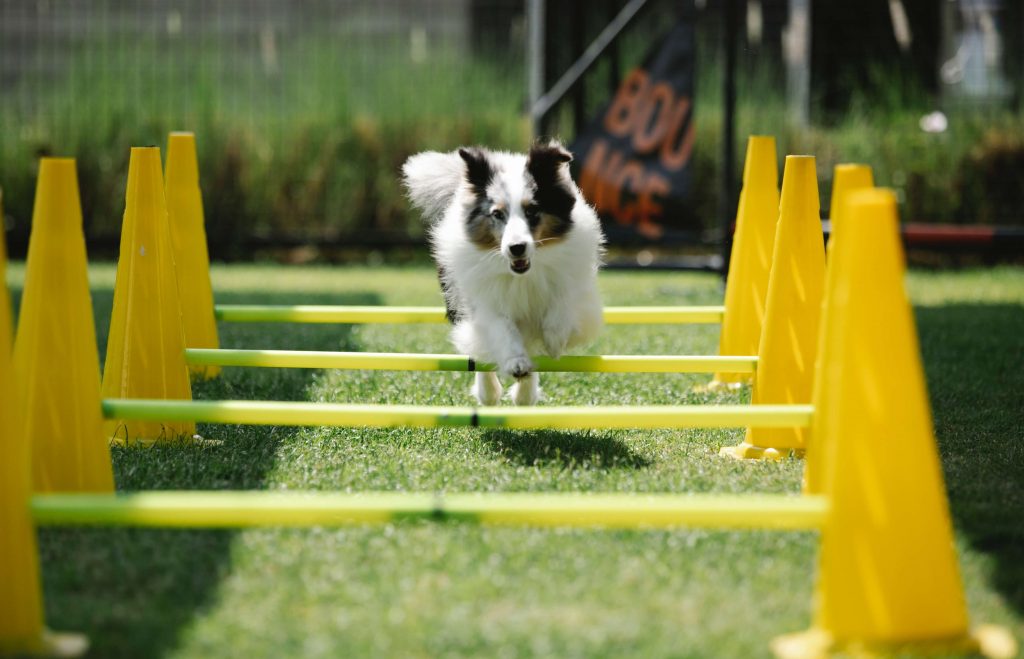 Dog running an obstacle track. Same as obstacles in a business.