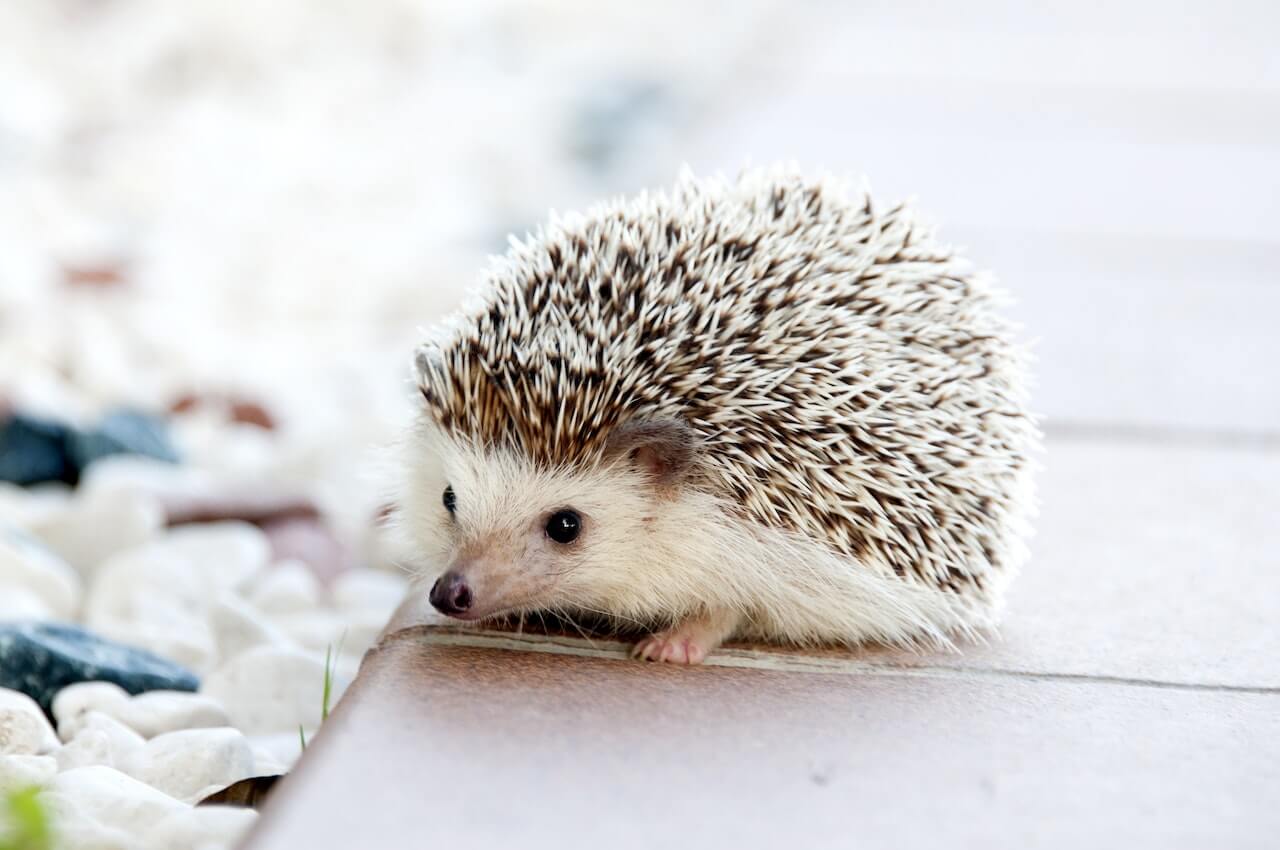 How the Hedgehog Concept Can Help You Find Your Advantage